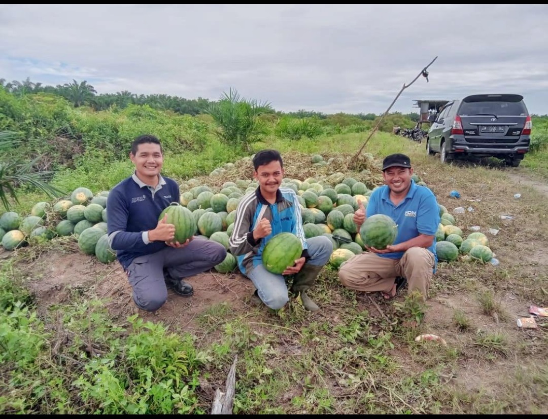 Petani Muda di Kuansing Sukses Berkebun Semangka, Raup Untung Puluhan Juta Rupiah