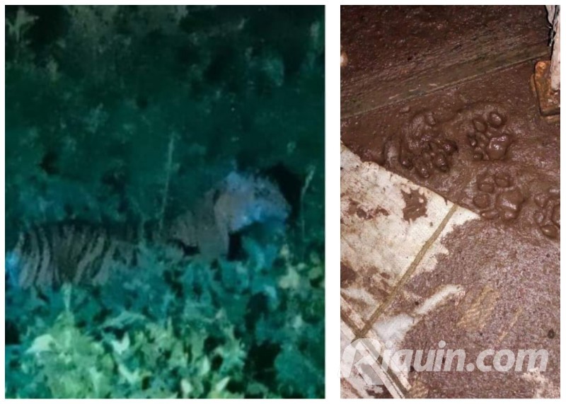 Harimau Muncul Dekat Pemukiman di Teluk Meranti, Terkam Ternak Milik Warga