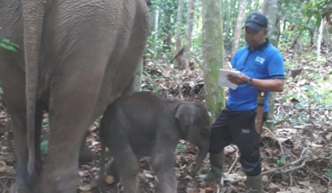 Gajah Lisa Lahirkan Bayi Jantan di Taman Nasional Tesso Nilo
