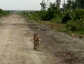 Heboh di Medsos, Harimau Diduga Penerkam Jumiati Kembali Muncul