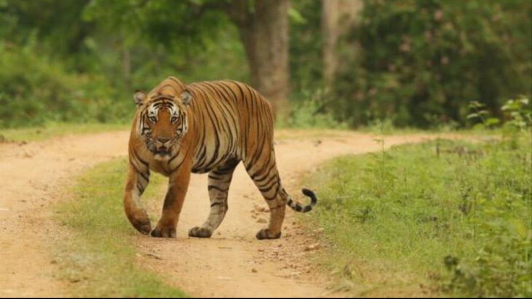Warga Pasaman Barat Geger, Harimau Sumatera Muncul dan Buntuti Pekerja Perkebunan