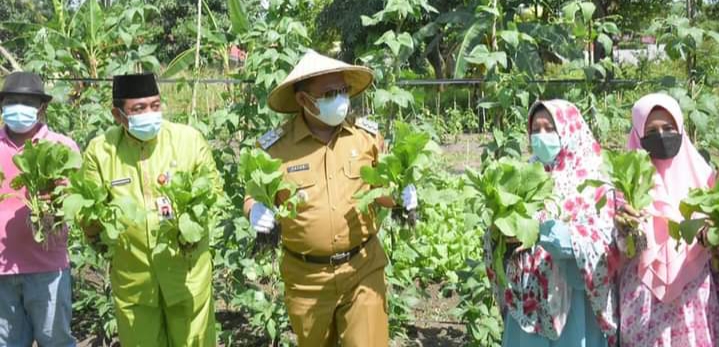Panen Sayuran P2L Sei Lambu Makmur, Bupati Kampar: Bertani Dapat Berikan Kesejahteraan Keluarga