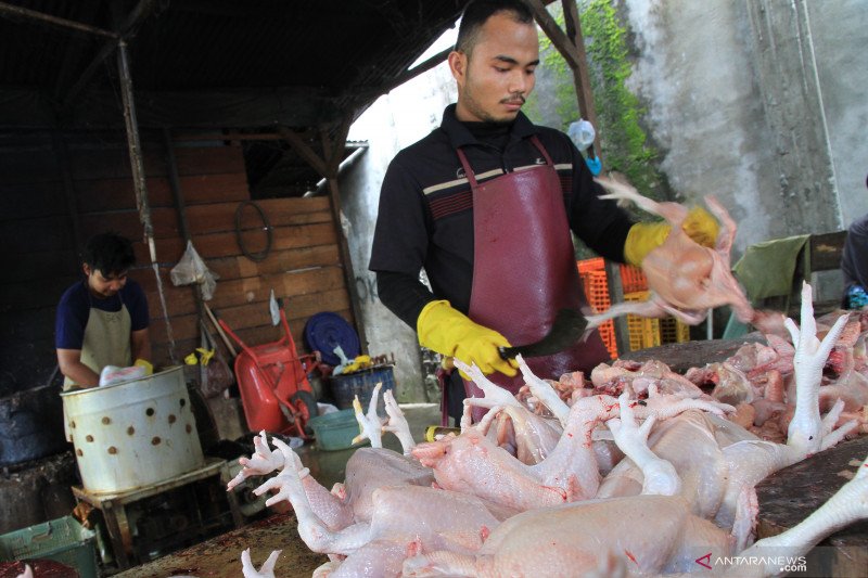 Harga Daging Ayam di Pekanbaru Mulai Turun