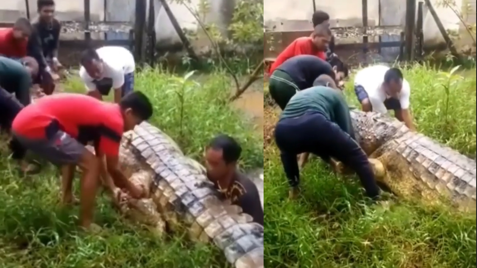 Waduh, 5 Orang Warga Evakuasi Buaya Sepanjang 6 Meter dari Sungai, Kenapa?