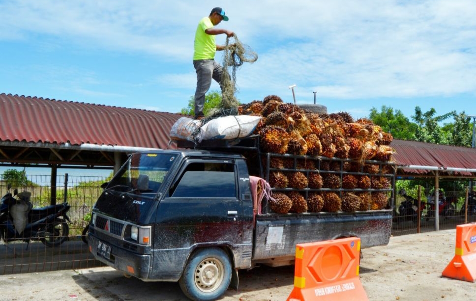 Dipicu Minyak Mentah, Harga TBS Minggu Ini Naik di Riau