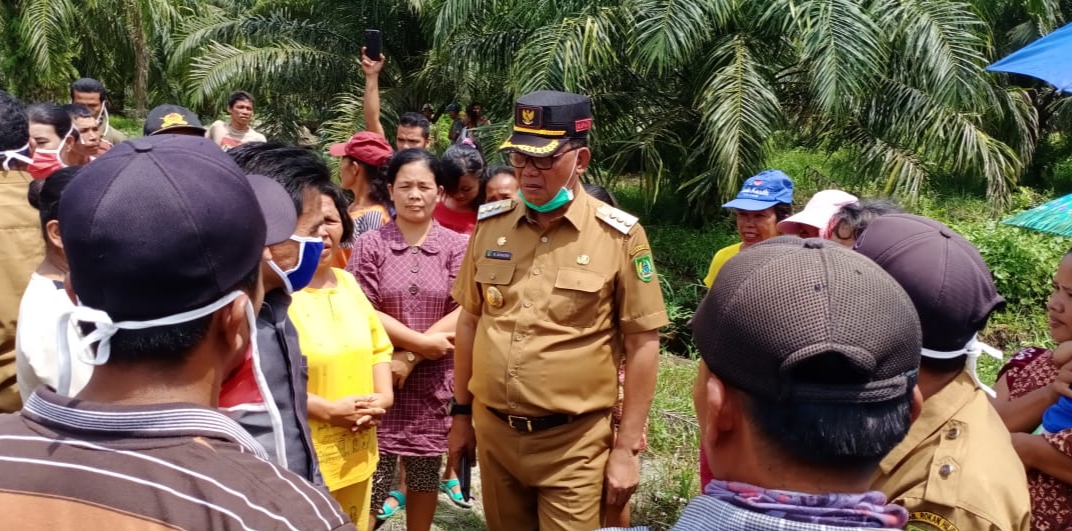 Tabur Benih Padi dan Jagung di Pekaitan, Bupati Rohil Suyatno Ceritakan Peluang Tanaman Azolla