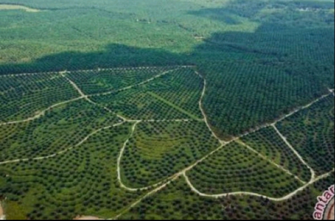 Oknum Caleg Nasdem di Kuansing Akui Kelolah Hutan Lindung jadi Kebun Sawit
