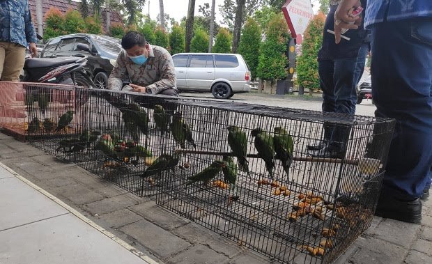 Jual Burung Betet di Facebook, Oknum ASN Pemprov Riau Ini Dibekuk Polisi
