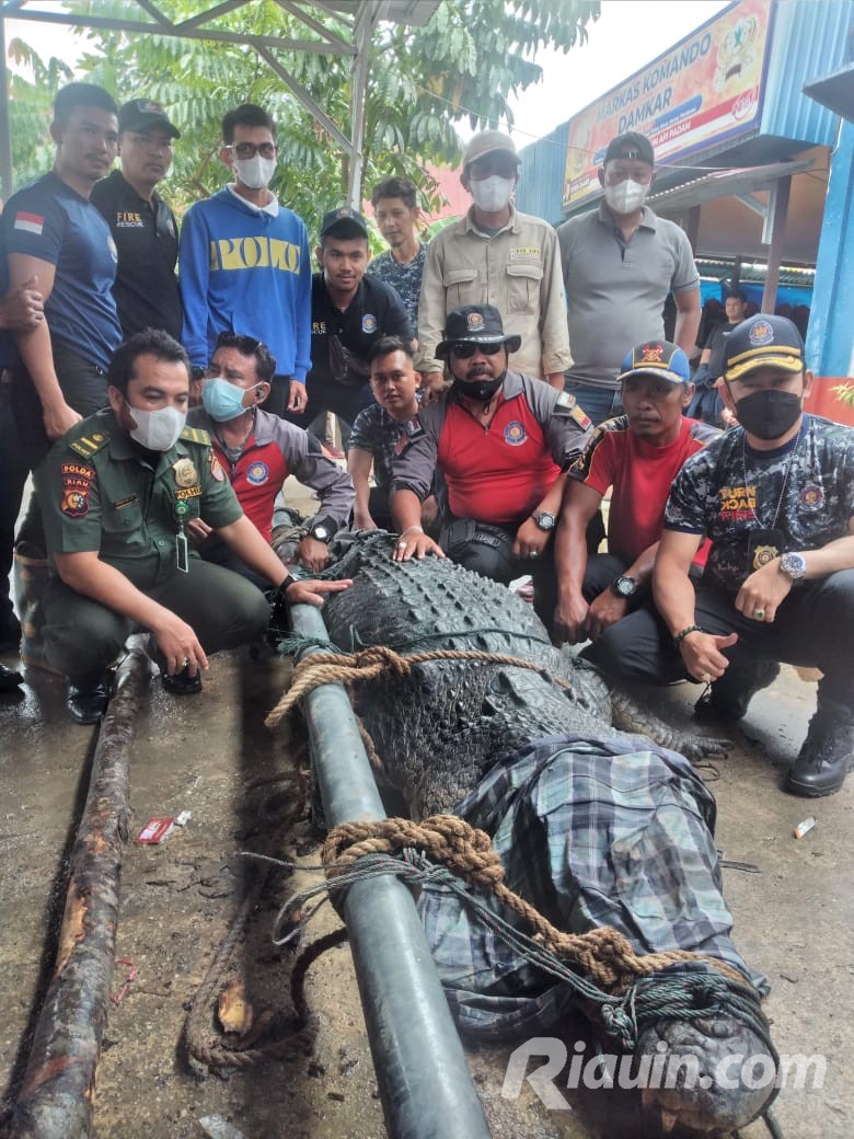 Dievakuasi TRC, BBKSDA Riau Jemput Buaya Raksasa ke DPKP Inhil