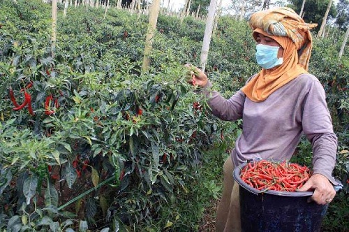 Agar Stok dan Harga Stabil, Riau harus Punya Lumbung Produksi dalam Daerah