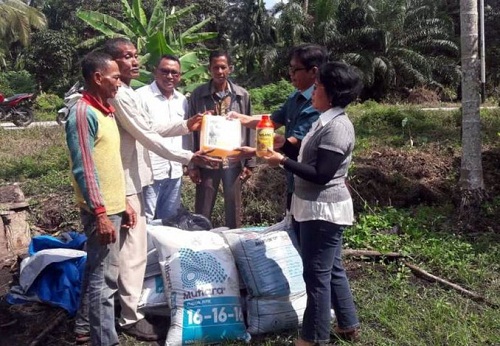 Kelompok Tani di Meranti Dapat Bibit Kopi Liberika Unggul 