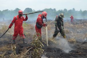 Status Siaga Karhutla Dicabut, 1.245 Ha Lahan di Riau Terbakar