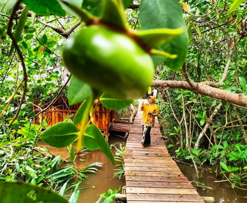 Destinasi Wisata Mangrove di Okura Cocok untuk Liburan Keluarga