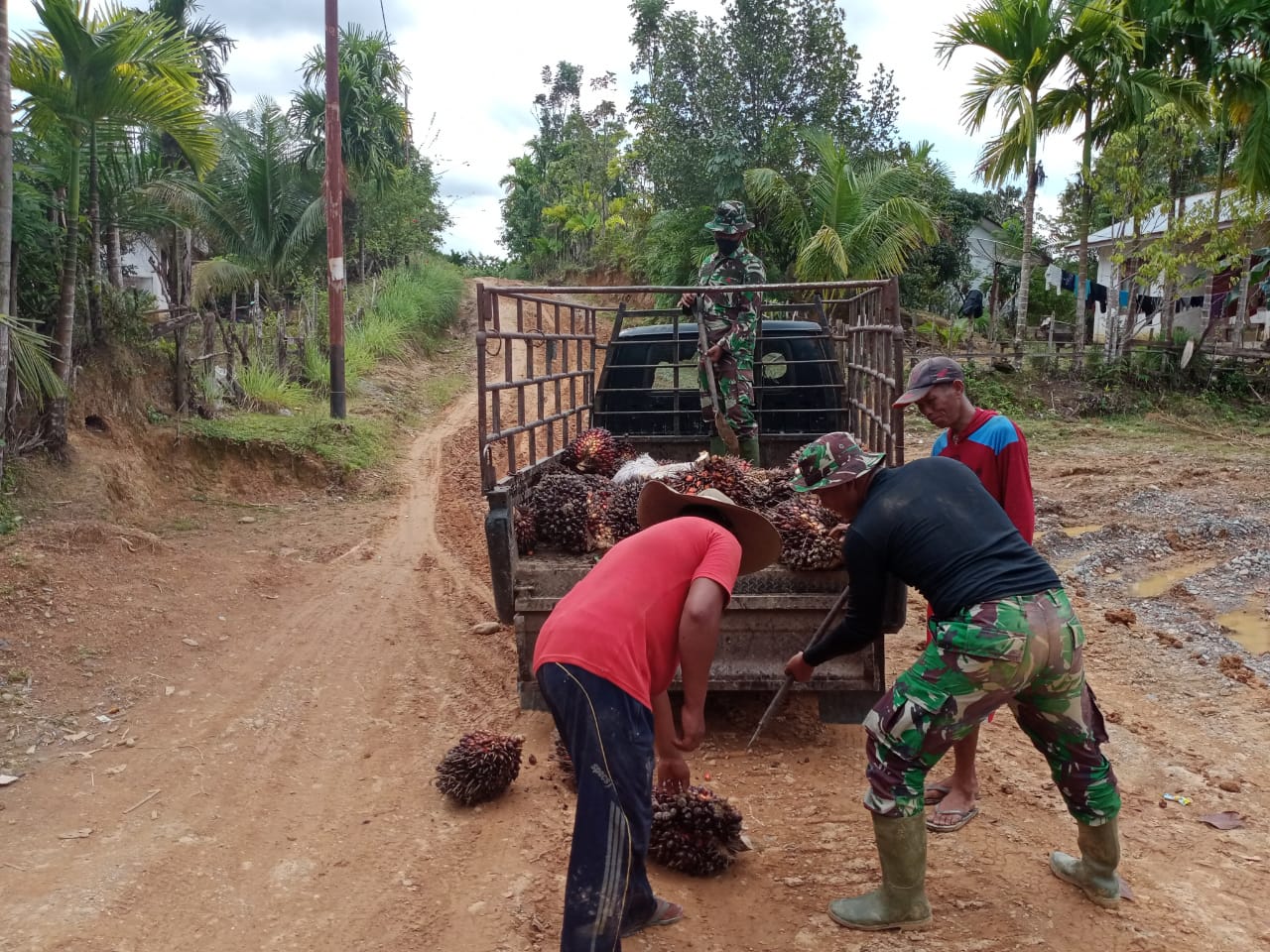 Satgas TMMD Ke-108 Bantu Warga Dusun Trans Desa Lango Aceh Barat Memanen Sawit