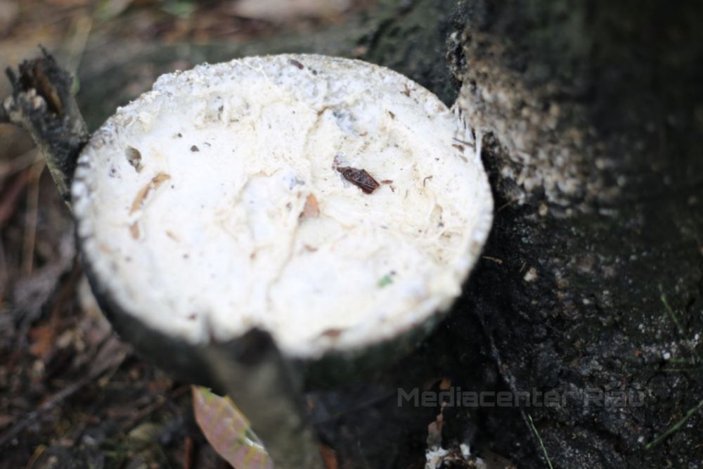 Harga Bahan Olahan Karet di Riau Tembus Rp22.400 per Kilogram