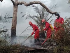 Terus Bertambah, Status Siaga Darurat Karhutla Ditetapkan 4 Daerah di Riau