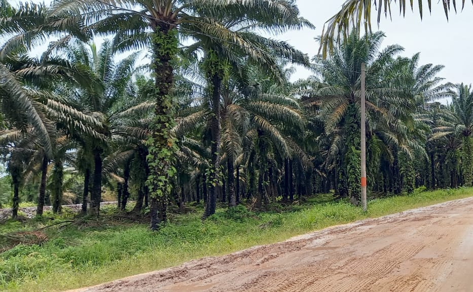 Hamparan Kebun Sawit Terluas di Indonesia, Riau Bakal Terima DBH Triliunan