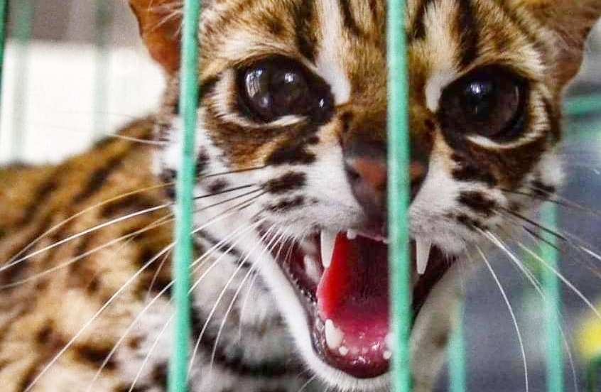 Kucing Hutan dan Musang Lingsang Milik Warga Pekanbaru Diserahkan ke BBKSDA Riau