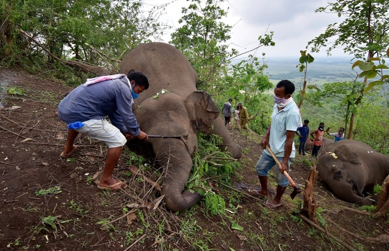 Diduga Disambar Petir, 18 Gajah Mati di Hutan Lindung Kondali-India