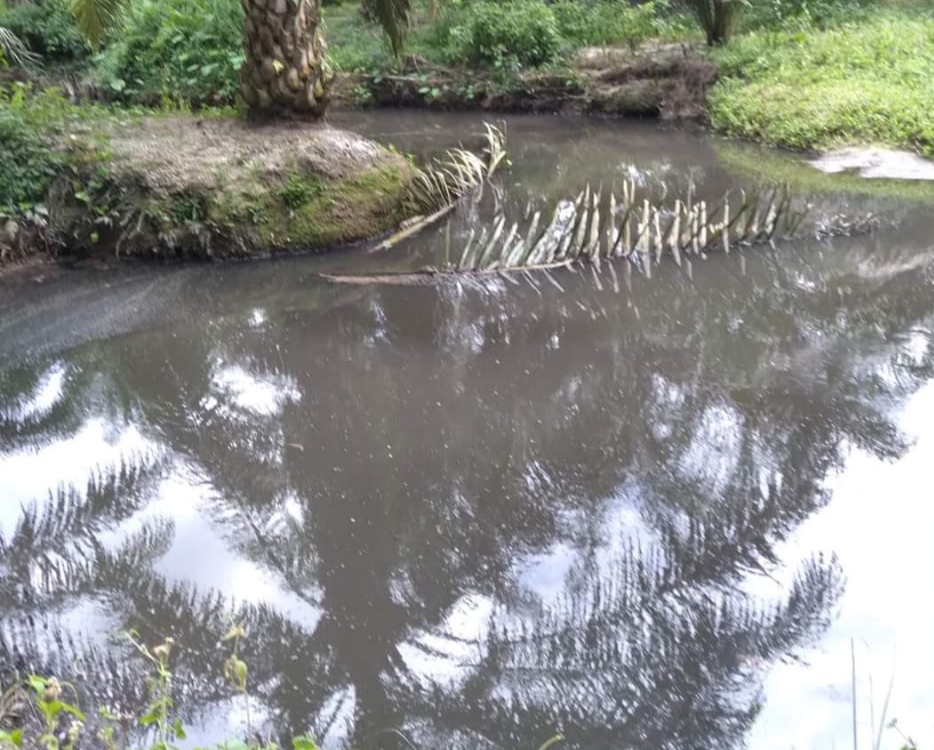 PT ASMJ Diduga Buang Limbah ke Sungai Bawang Kuansing