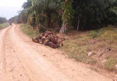 Pengerasan Jalan Sepanjang 2.200 Meter di Pedamaran, Masyarakat Rasakan Manfaatnya