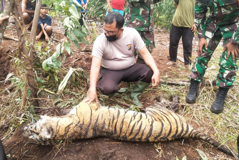 Warga Desa Tanjung Leban Bengkalis Temukan Seekor Harimau Mati Terjerat
