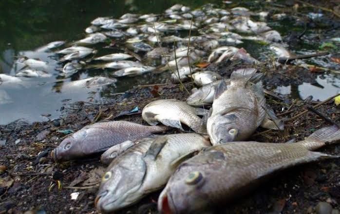 Terserang Virus dan Bakteri, 150 Ton Ikan di Waduk PLTA Koto Panjang Mati