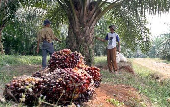 Masih Tinggi, Harga TBS Kelapa Sawit di Riau Tembus Rp3.457,15 per Kg