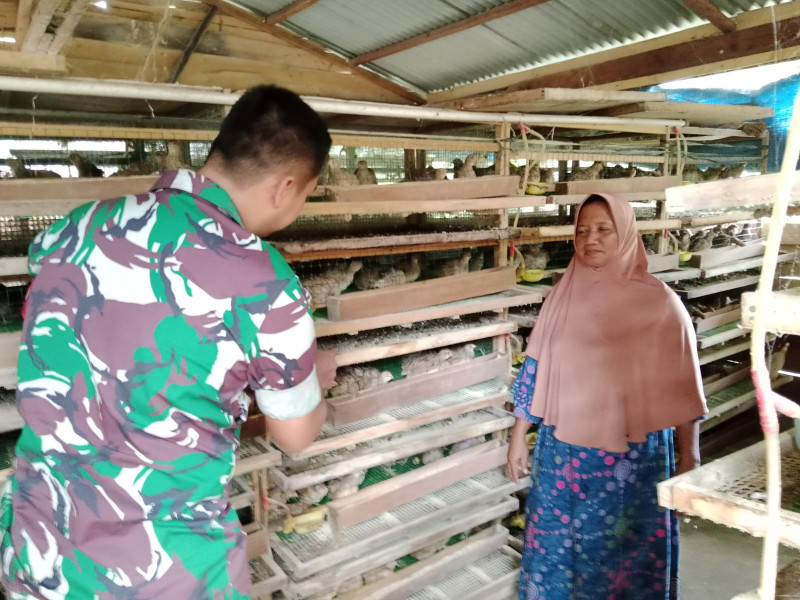 Tingkatkan Potensi Warga Binaan  Babinsa Koramil 0321-05/RM Dampingi UMKM Peternak Puyuh di Desa Jumrah