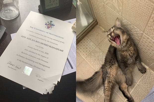 Kunyah Ijazah Universitas Majikan, Kucing Ini Viral di Medsos