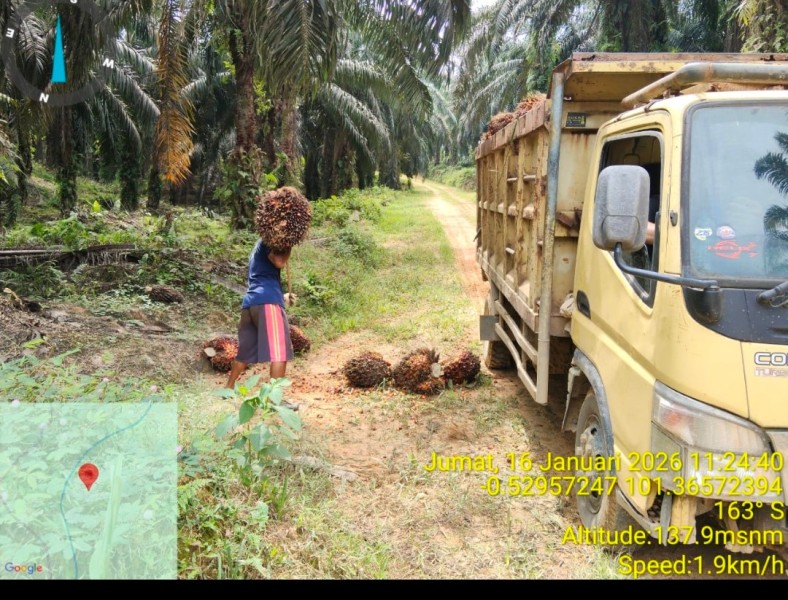 Aset Negara Dijarah, PT Wana Agri Sentosa di Kuansing Bakal Lapor Polisi