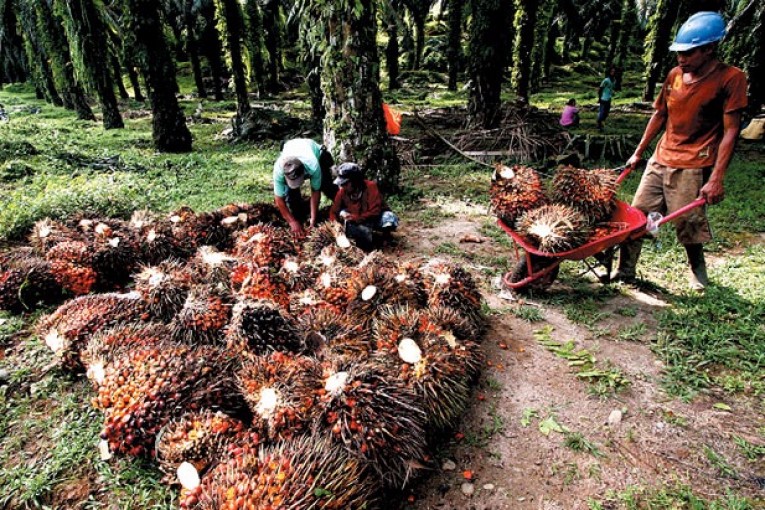 Harga Sawit di Riau per Kelompok Umur Melonjak, Berikut Daftar Lengkapnya