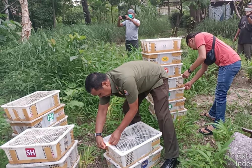 Diangkut Tanpa Dokumen Resmi, BBKSDA Riau Lepas Liarkan Ratusan Ekor Burung Tak Dilindungi
