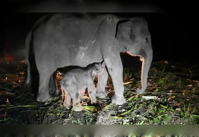 Bayi Gajah Berjenis Kelamin Betina Lahir di PKG Sebanga Riau