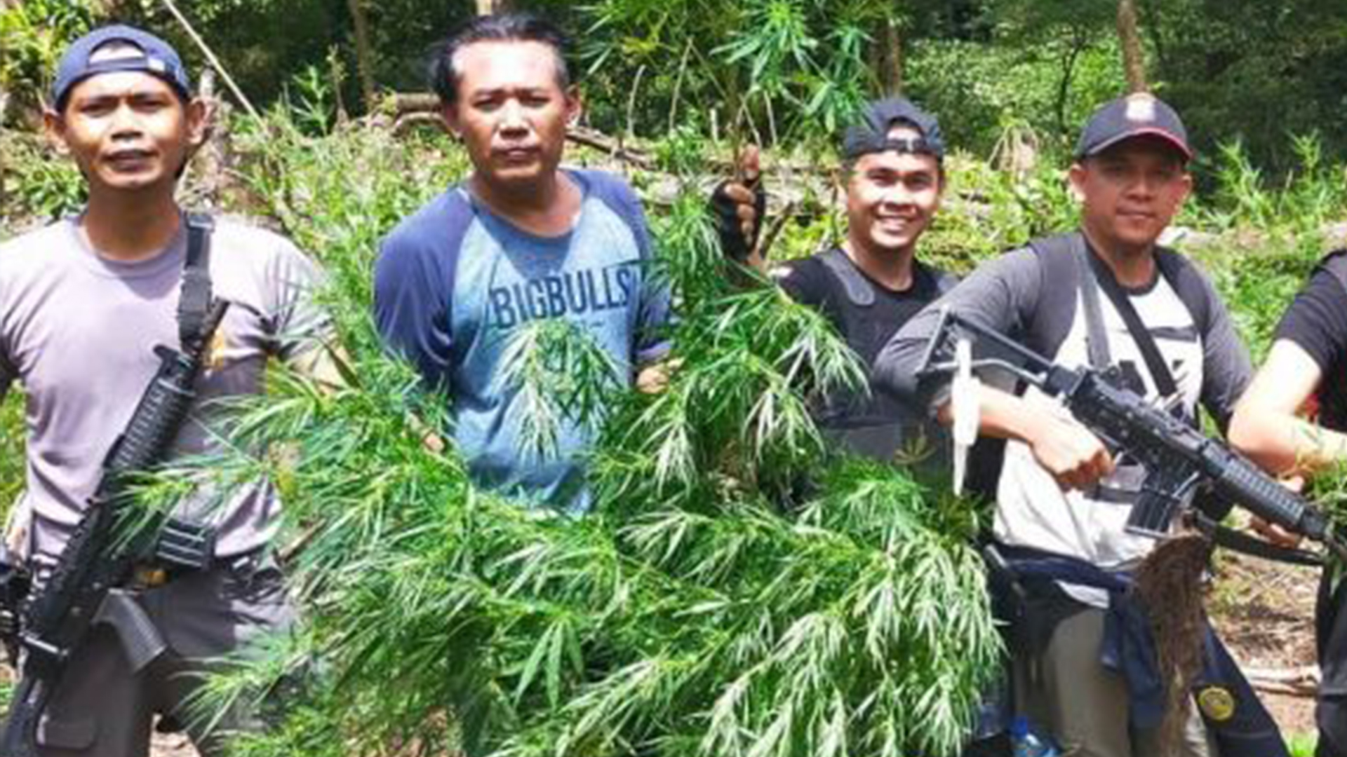 Ditanam Diantara Pohon Kopi, Polisi Temukan 1,5 Hektar Ladang Ganja Siap Panen di Kawasan Hutan Lindung
