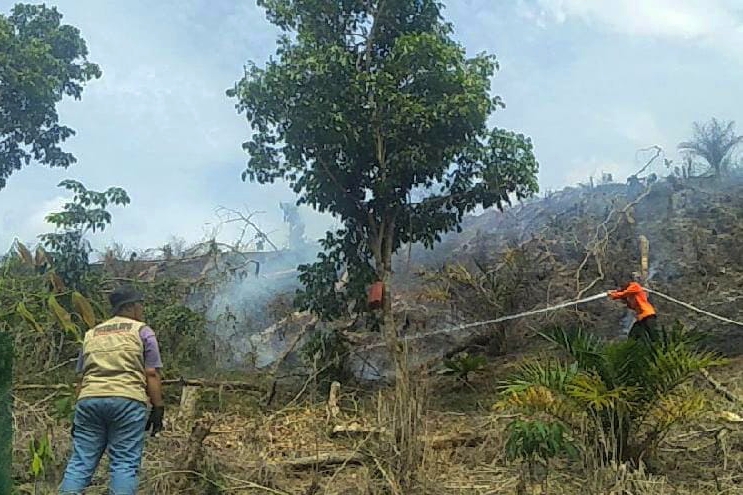 4 Hektar Lahan Areal Perkebunan Sawit di Desa Merangin Kampar Terbakar