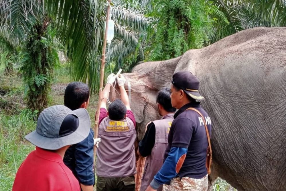 Warga Desa Pontian Inhu Temukan Gajah Sakit di Kebun Sawit