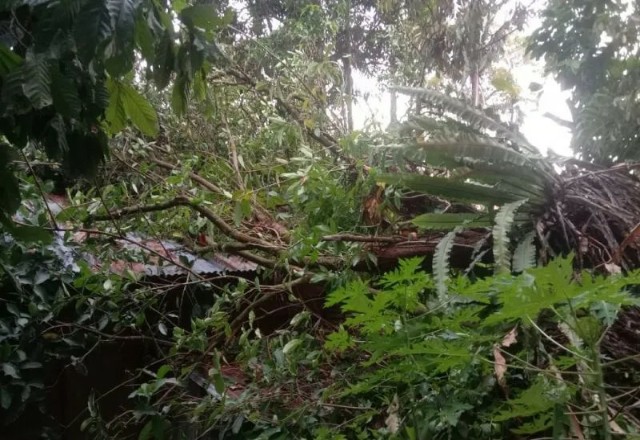 Angin Kencang di Padang, Pohon Tumbang Timpa Rumah Warga