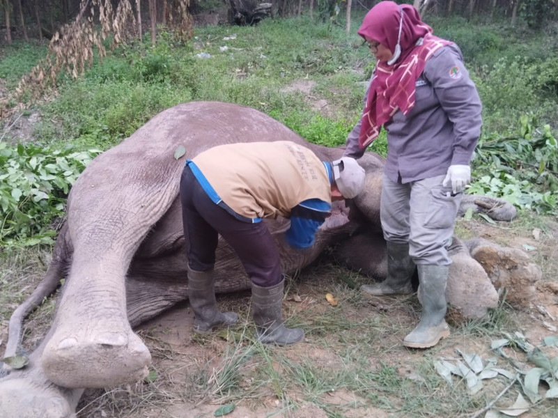Seekor Gajah Sumatera Ditemukan Mati di Hutan Tesso Tenggara Pelalawan