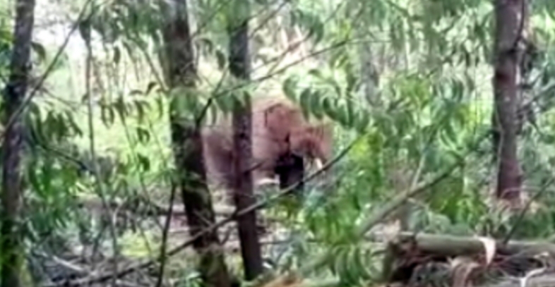 Dua Gajah Jantan Kembali Masuk Perkebunan Warga Pelalawan