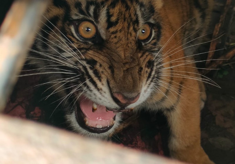 Resahkan Warga Teluk Meranti, BKSDA Riau Evakuasi Harimau Sumatera ke Habitatnya
