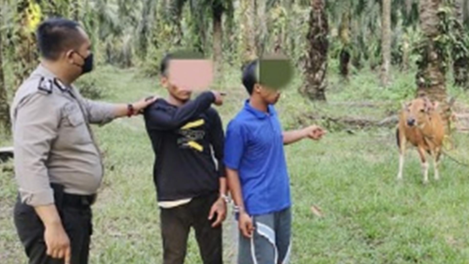 Dua Pelaku Pencuri Sapi di Tapung Hilir Ditangkap Polisi