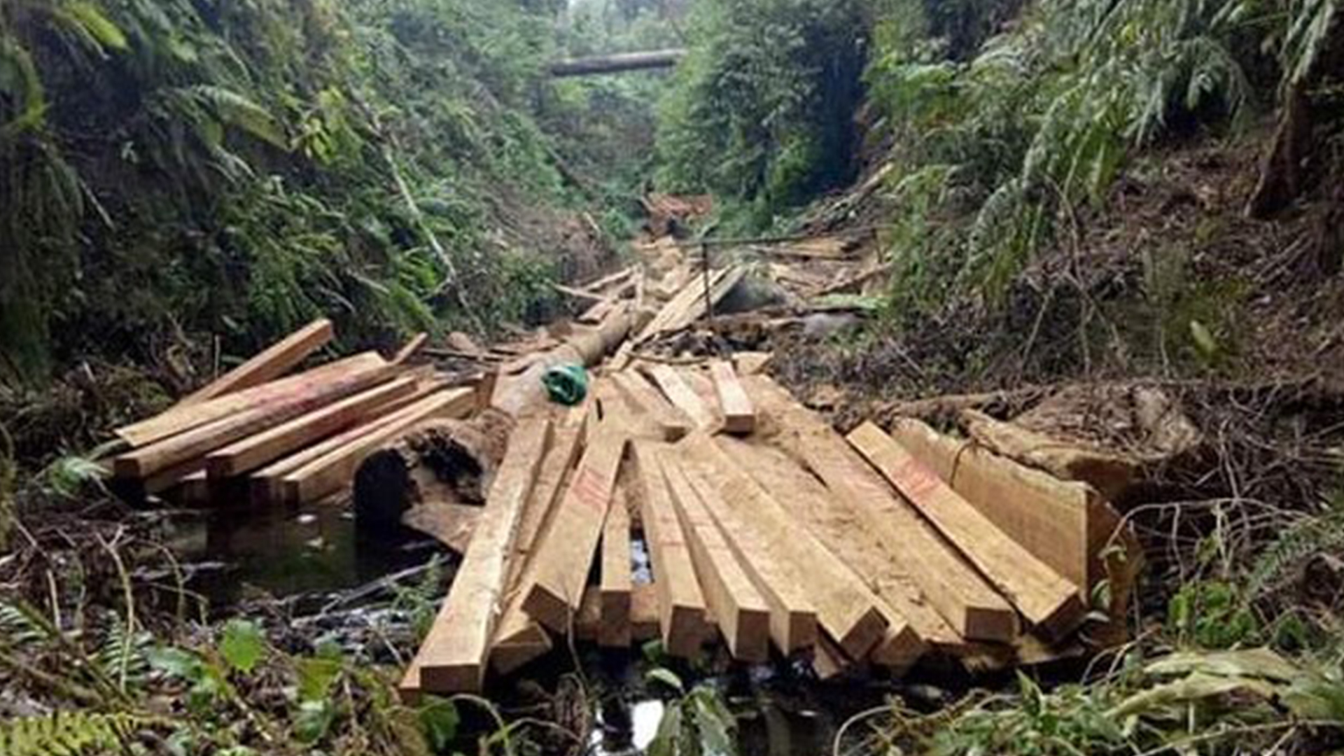 Illegal Logging di Kuansing, Petugas Gabungan Sita 300 Tual Kayu