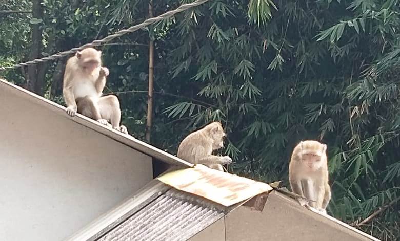 Monyet Berkeliaran di Perumahan, BBKSDA Riau Sarankan Warga Pasang Perangkap