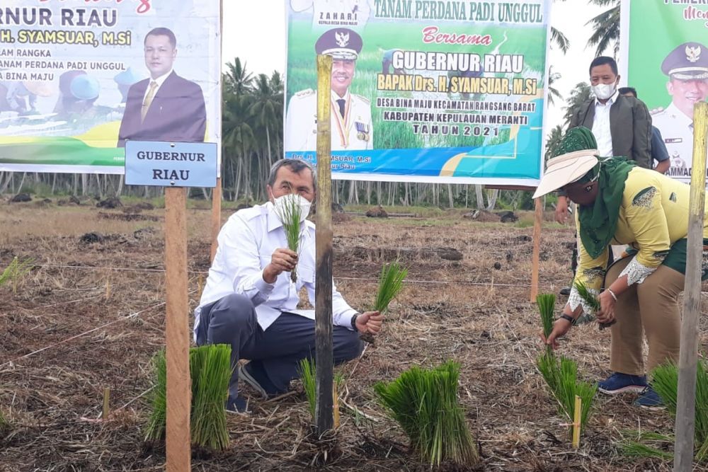 Perkuat Ketahanan Pangan, Gubernur Riau Tanam Padi di Kepulauan Meranti