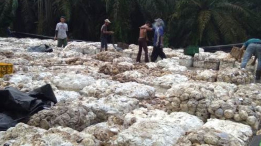 Berkat Pasar Lelang, Harga Karet di Kuansing Tembus Rp10 Ribu Per Kilogram