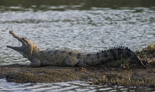 Bocah 6 Tahun di Kuansing Diserang Buaya Liar Saat Mandi di Sungai
