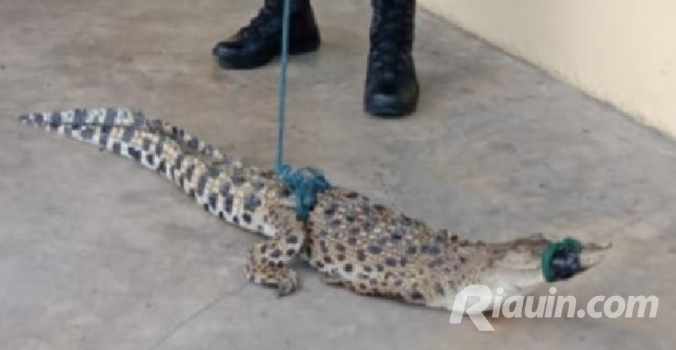 Nelayan di Cerenti Kuansing Tangkap Buaya yang Terperangkap di Lukah