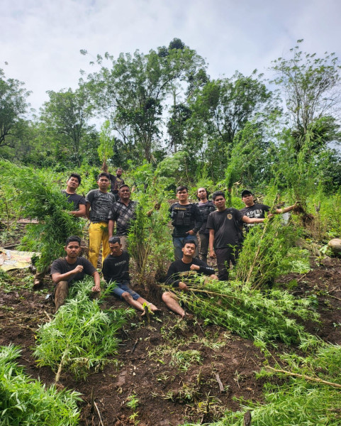 Polisi Temukan 2 Hektare Lahan Ditanami 2.000 Pohon Ganja di Sumsel