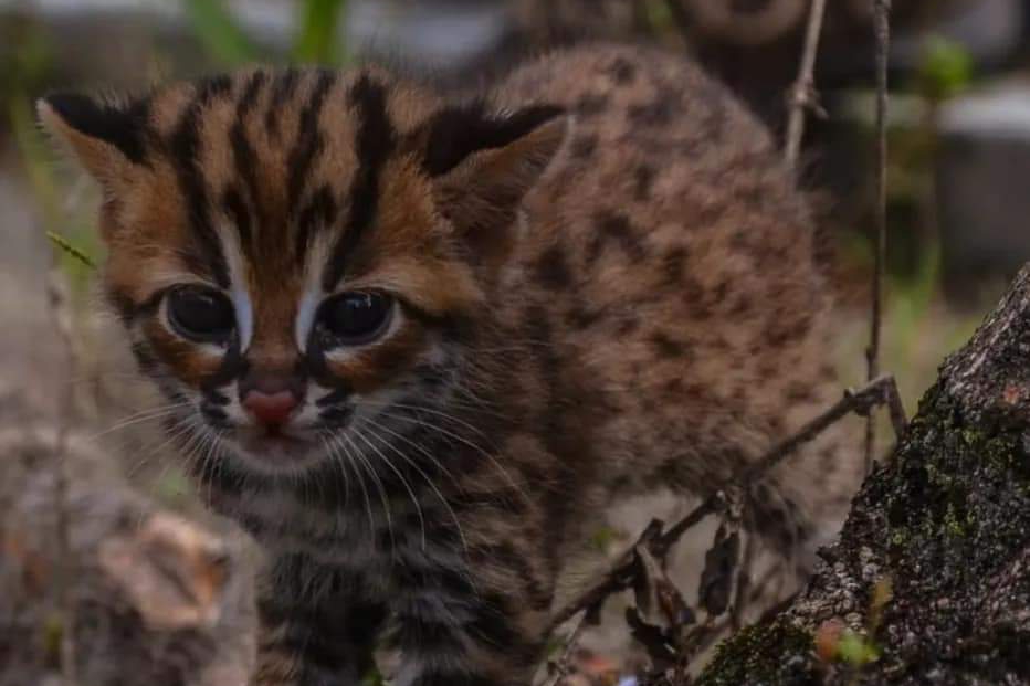 Warga Danau Bingkuang Kampar Temukan Anak Kucing Hutan di Kebun Sawit